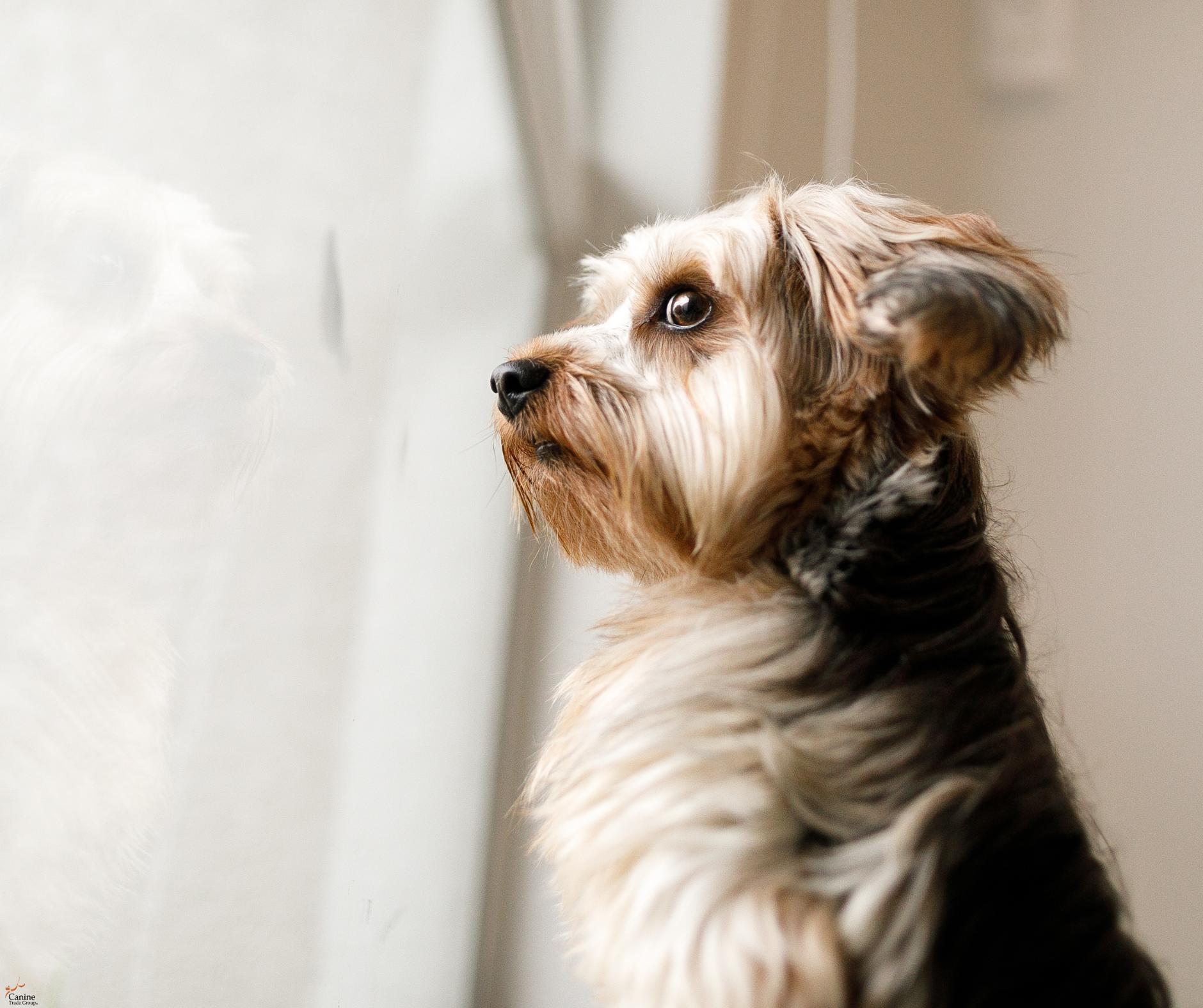 anxiety dog training